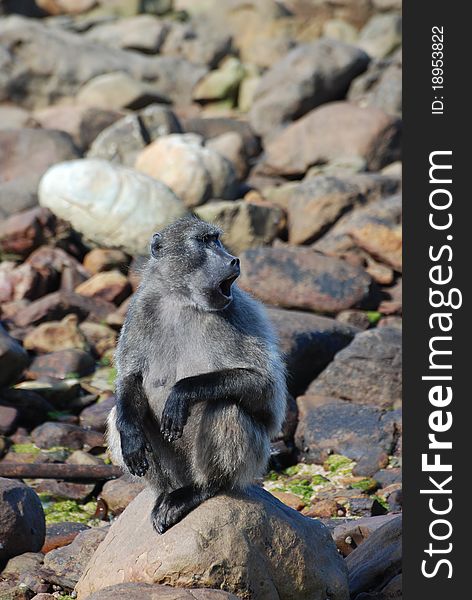 Baboon howling on the rocks. Baboon howling on the rocks