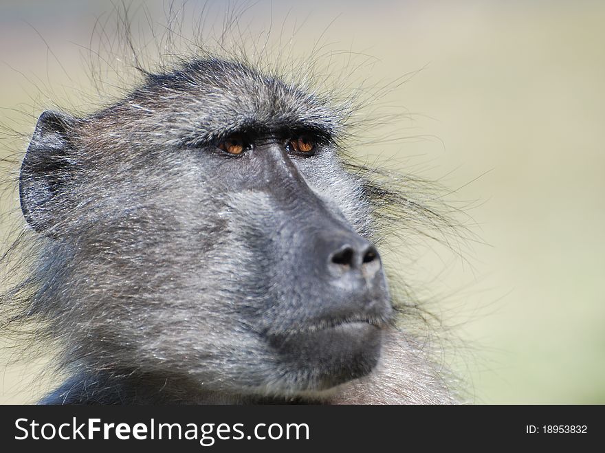 Baboon looking curious with big brown eyes. Baboon looking curious with big brown eyes
