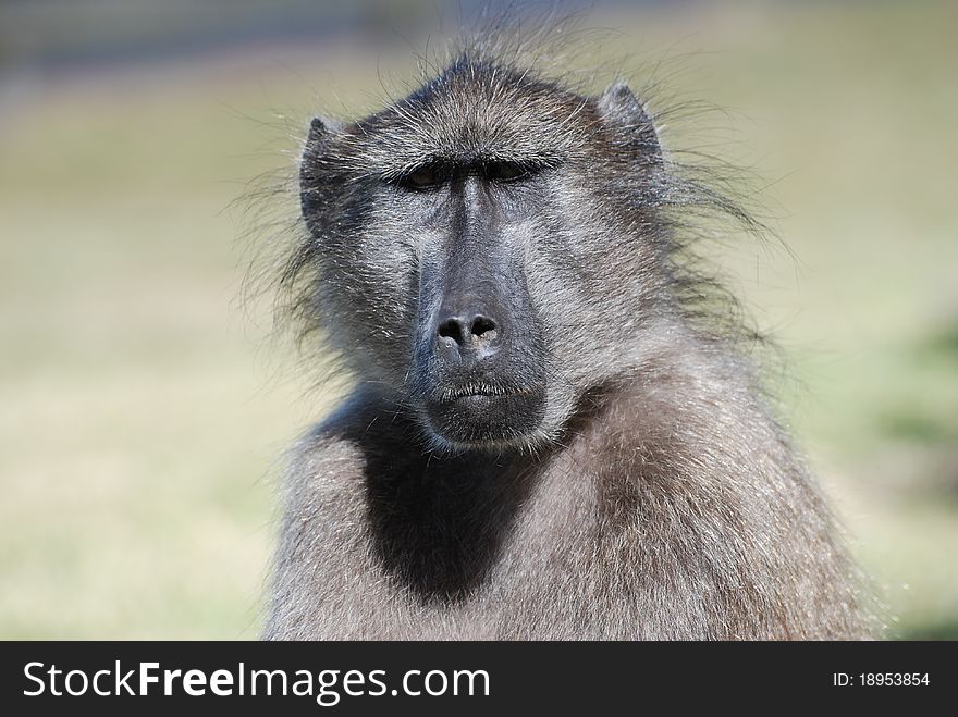Baboon looking calm at Cape point. Baboon looking calm at Cape point