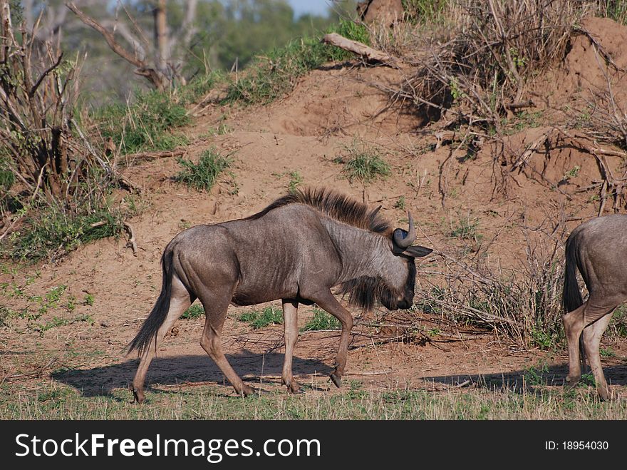 Widebeest in the game park of Londa Lozi. Widebeest in the game park of Londa Lozi