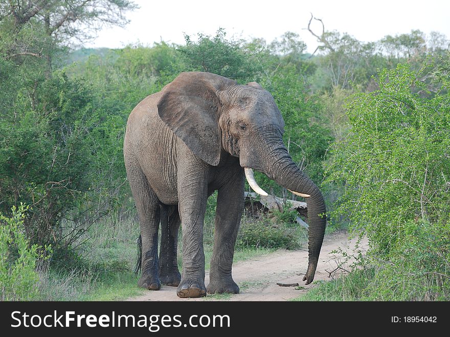 Bull Elephant guarding the path
