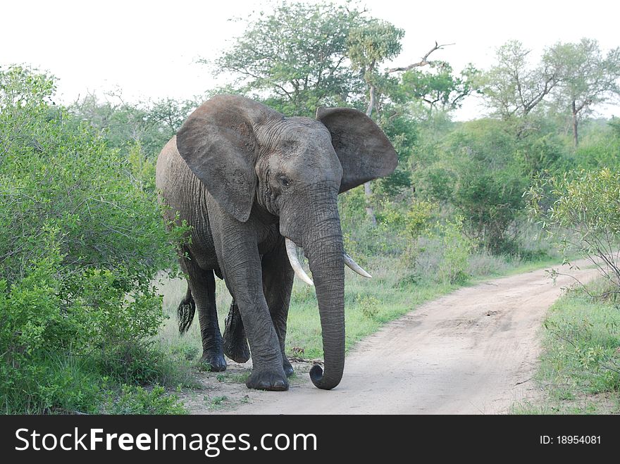 Big Bull Elephant charging down the path. Big Bull Elephant charging down the path