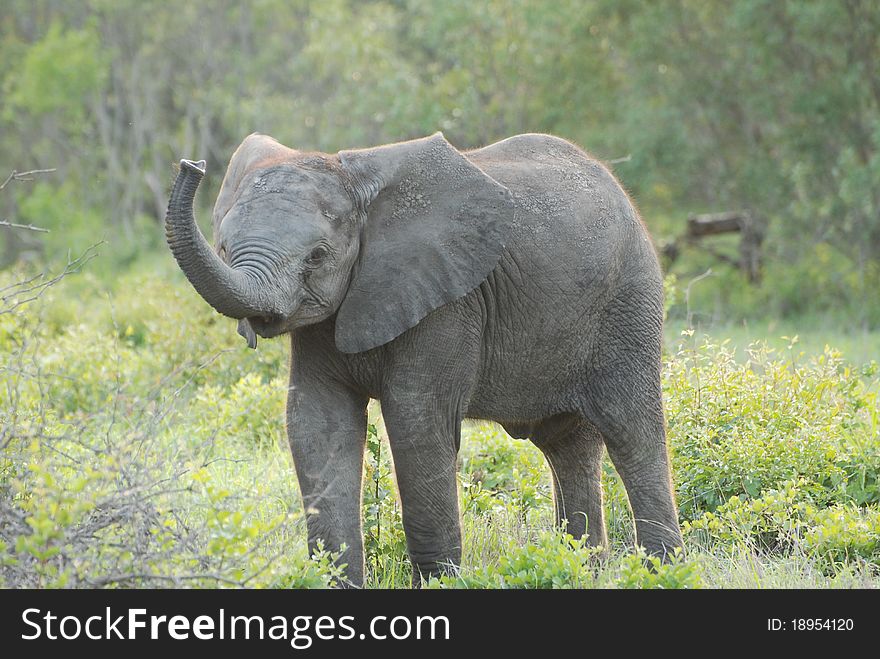 A baby elephant showing off. A baby elephant showing off