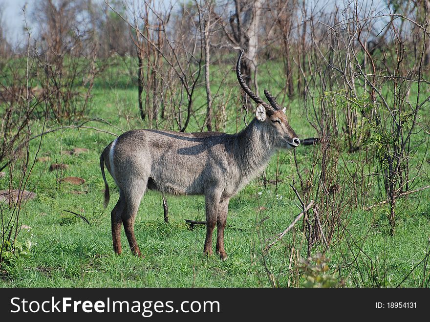 A lone African Waterbuck grazing. A lone African Waterbuck grazing