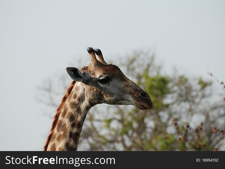 A giraffe showing his profile at Londa Lozi game park. A giraffe showing his profile at Londa Lozi game park