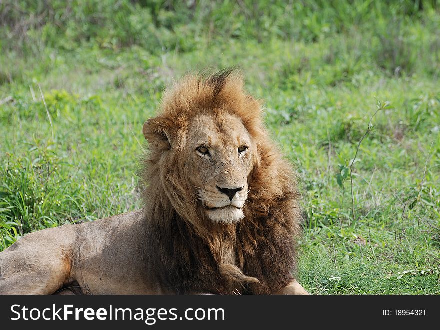 Male lion resting in the sun. Male lion resting in the sun