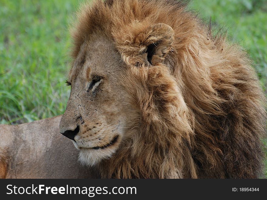 Large male lion