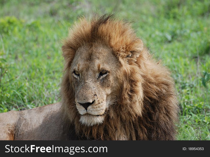 Male lion resting showing his main. Male lion resting showing his main