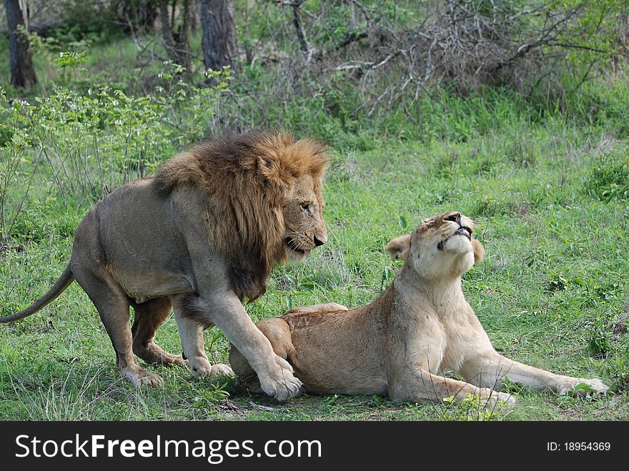 Lions in courtship in Sabi Sands. Lions in courtship in Sabi Sands