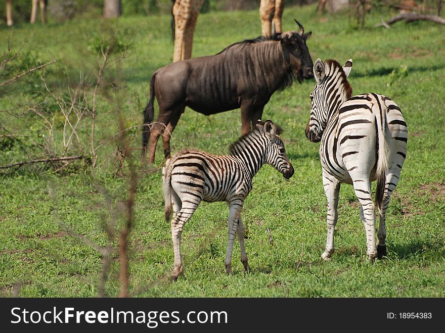 Baby Zebra with mother and friends
