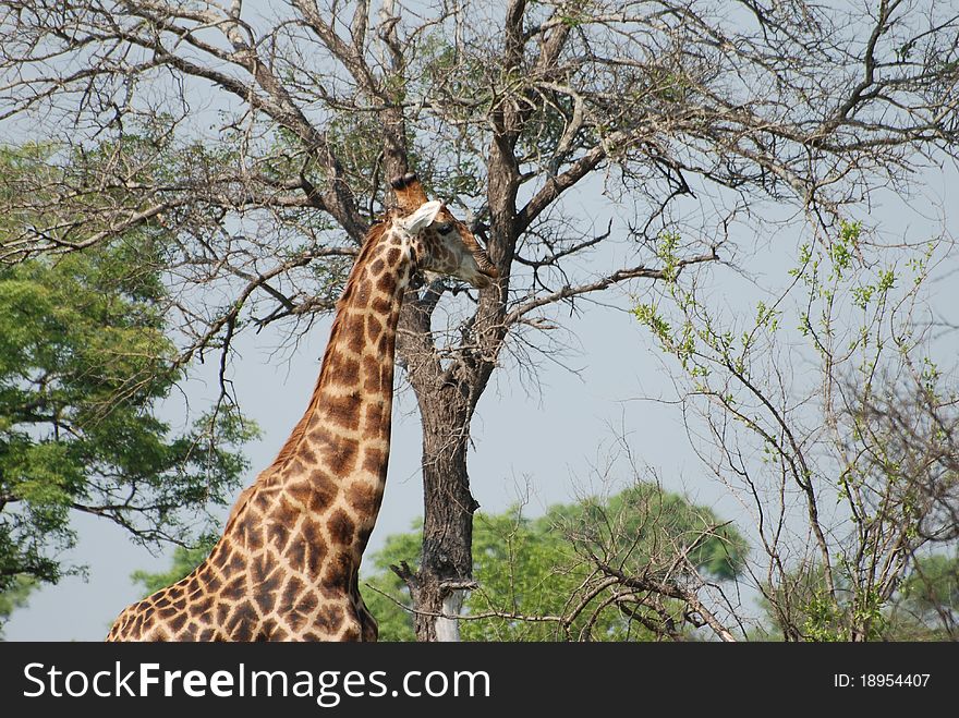 Tall Giraffe looking very elegent. Tall Giraffe looking very elegent
