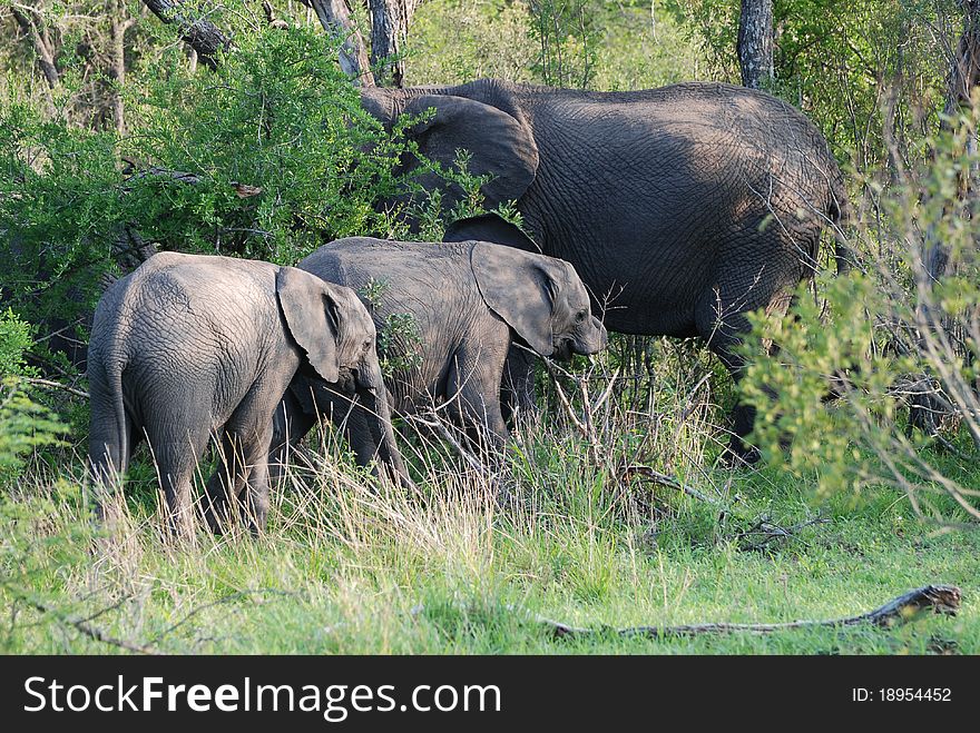 Baby Elephants with their mother in Londa Lozi game park