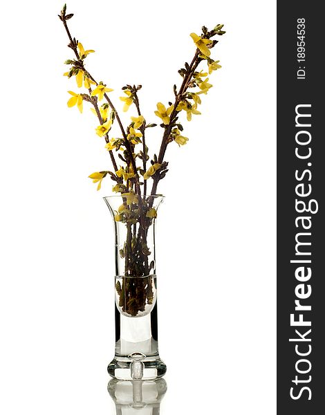 Forsythia flower on a white background