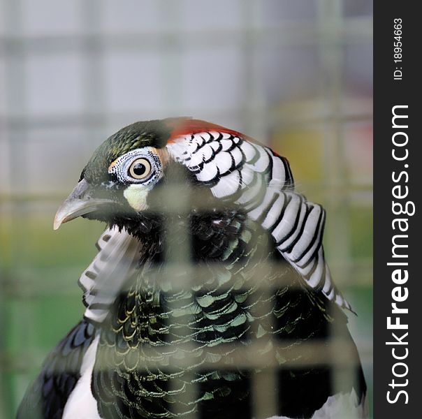 Exotic bird in cage, Lady Amherst's Pheasant.