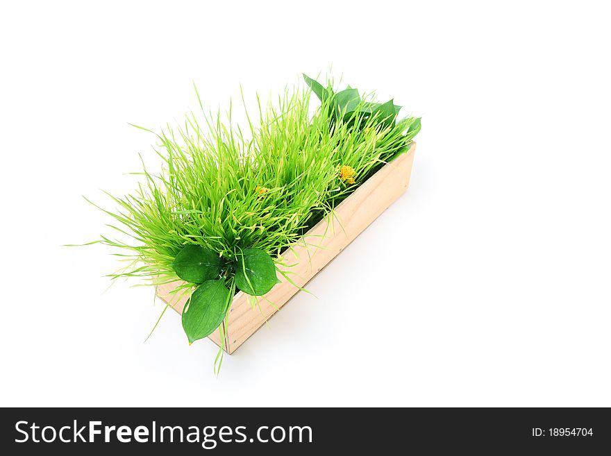 Green grass in a wooden box isolated on white