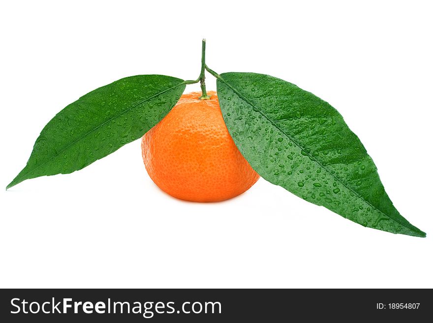 Tangerine isolated on a white background