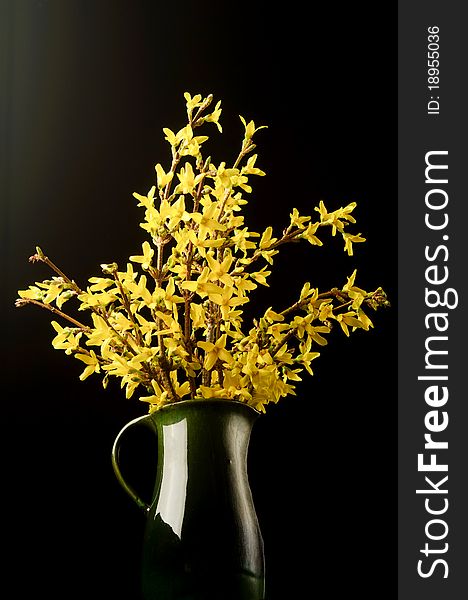 Forsythia flower on a black background