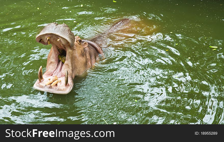 Hippopotamus waiting for feeding