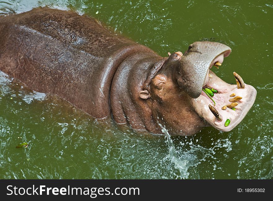 Hippopotamus open mouth waiting for feeding from people. Hippopotamus open mouth waiting for feeding from people