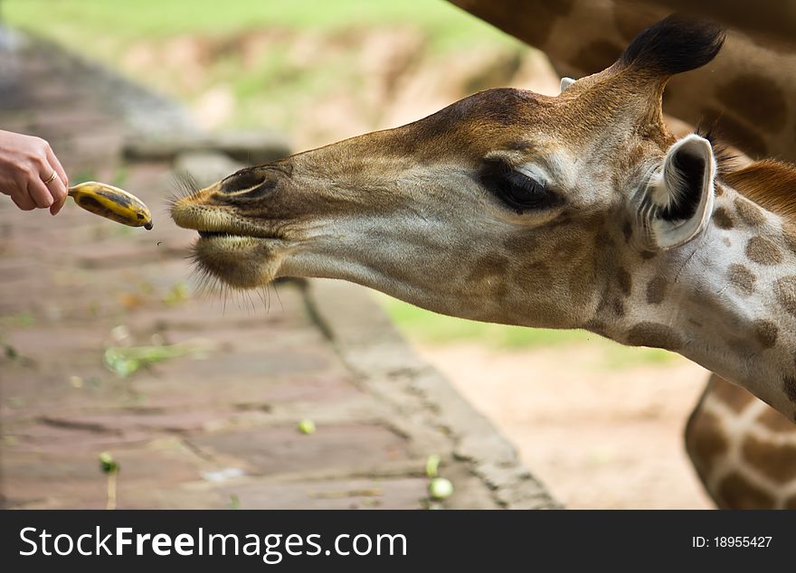 Giraffe Waiting For Feeding