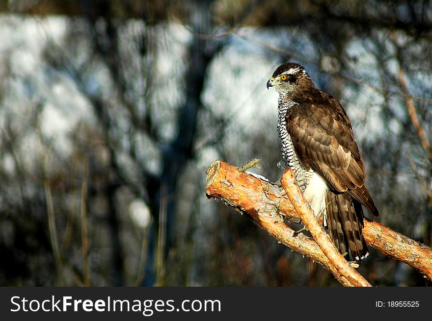 Accipiter gentilis