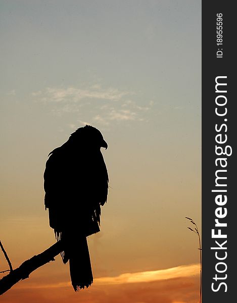 Hawk sitting on the branch. Hawk sitting on the branch