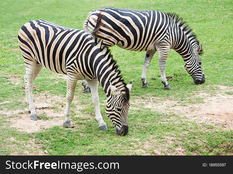 Zebras eating grass in the field