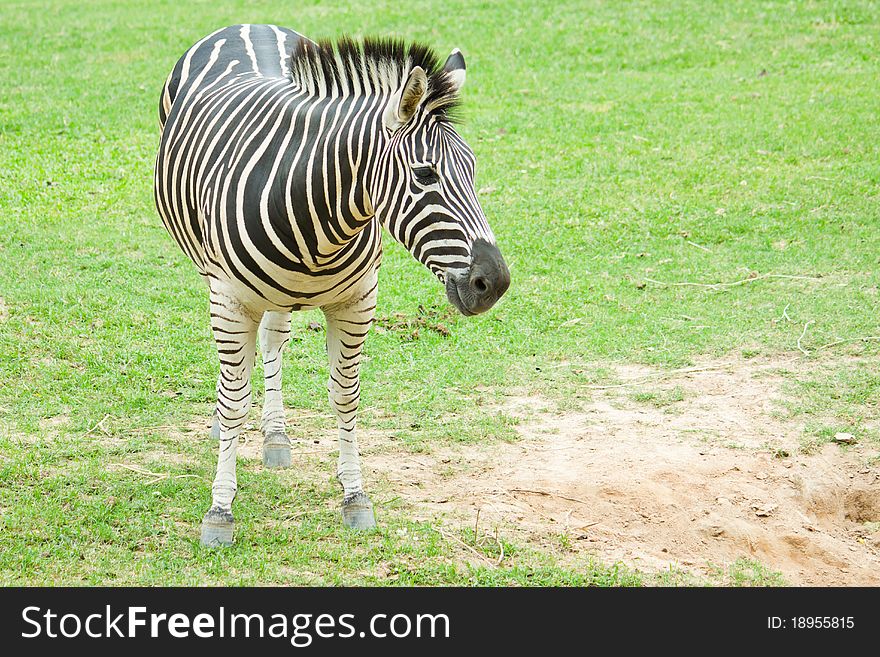 Zebra standing in the field grass