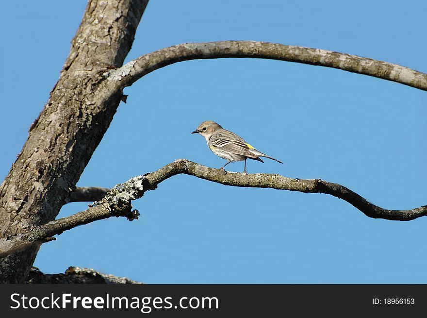 Yellow rump warbler sitting on tree branch