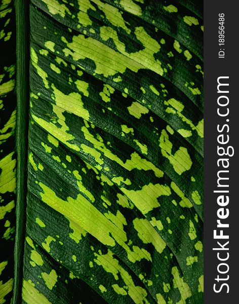 Tropical leaf. The texture of a tropical leaf.