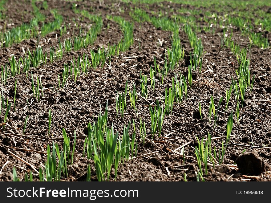 Wheat seedlings. Wheat field in spring.