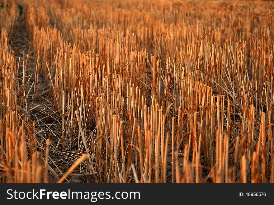 Wheat field. Harvest in autumn.