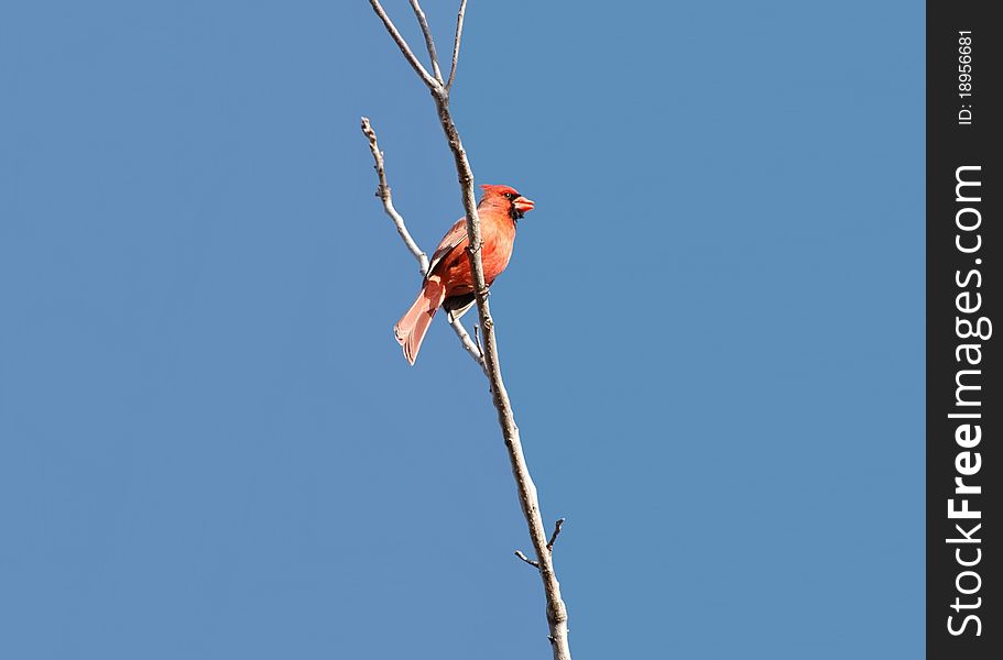Cardinal sitting on a tree branch