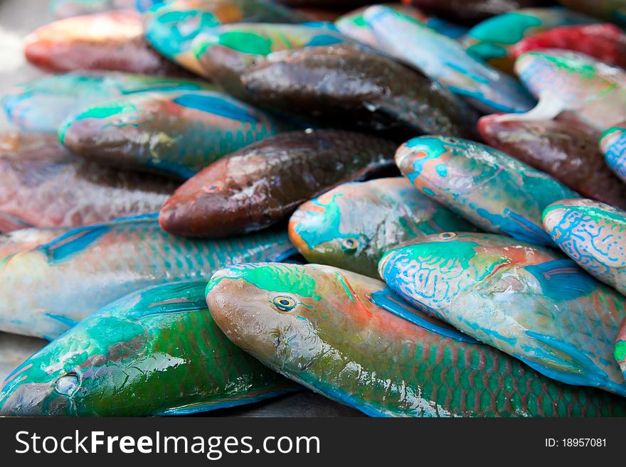Rainbow parrot Fish on stock