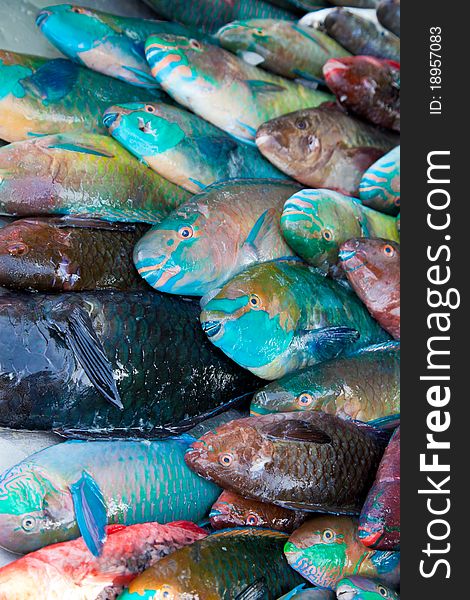 Rainbow parrot Fish on stock