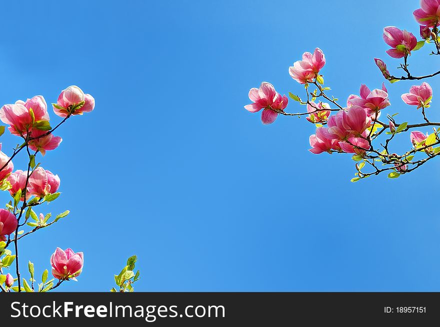 Flowering magnolia tree branches