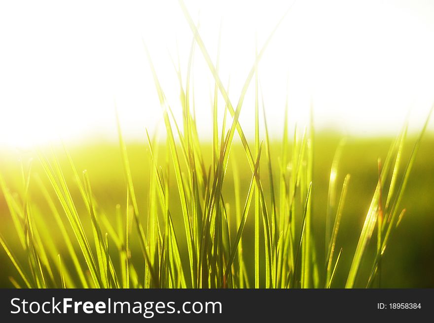 Grass in sunlight