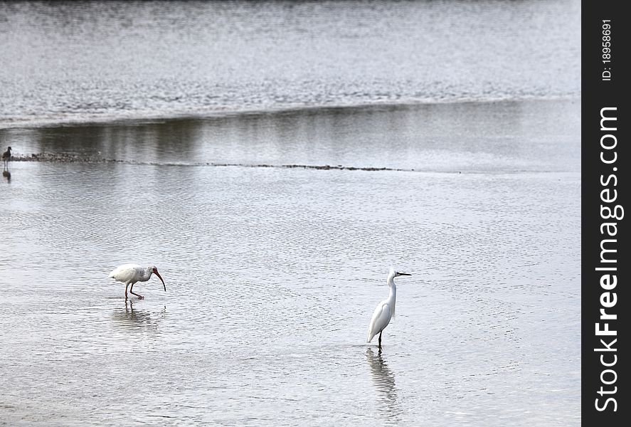 An ibis wades in the shallows looking for food. An ibis wades in the shallows looking for food