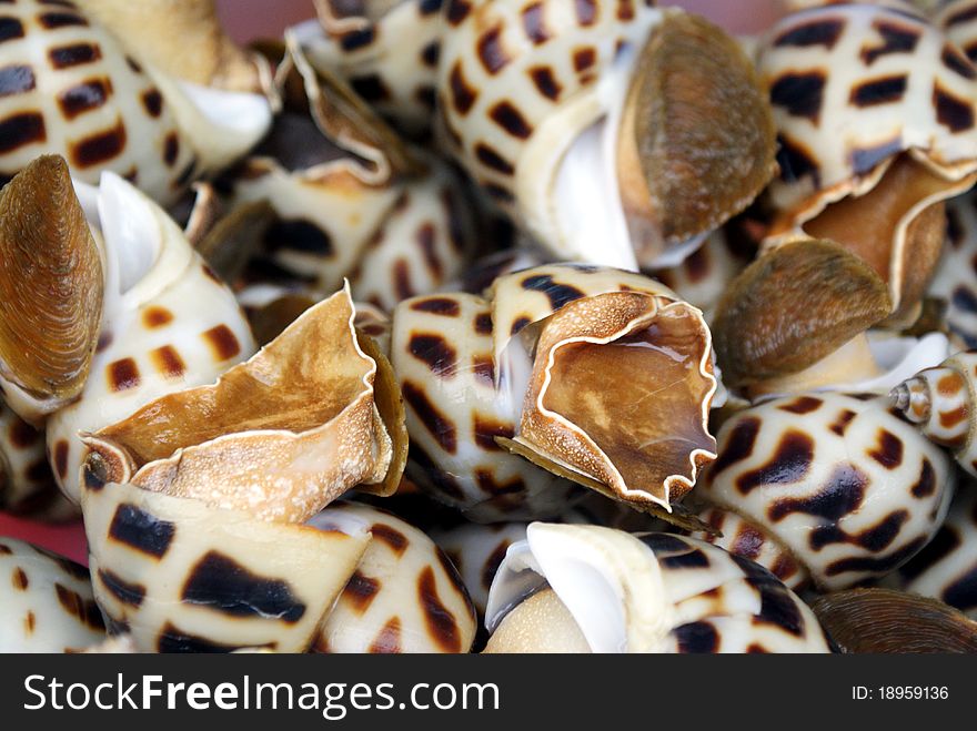 Living sea snail from Xiamen, the south coastal city of China. Living sea snail from Xiamen, the south coastal city of China.