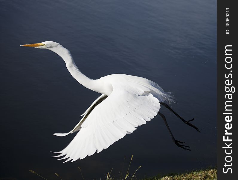 Great white heron launches in flight from the bank of the pond