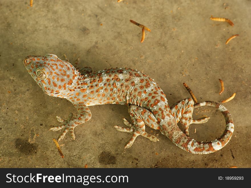 Close up of Malaysian island gecko