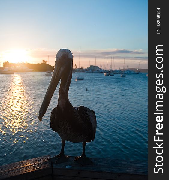 Pelican in the marina at sunset