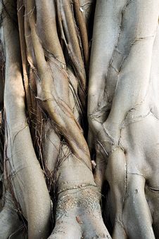 Roots Stock Photo Roots Stock Photo