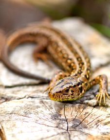 Sand Lizard Royalty Free Stock Photo Sand Lizard Royalty Free Stock Photo