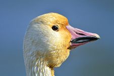 Snow Goose Stock Photos Snow Goose Stock Photos