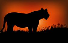 Silhouette Of A Leopard Stock Photography