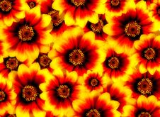 Red And Yellow Flowers Stock Images Red And Yellow Flowers Stock Images