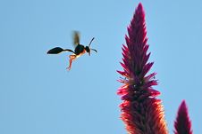 A Wasp Stock Image