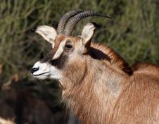 Roan Antelope Royalty Free Stock Images Roan Antelope Royalty Free Stock Images