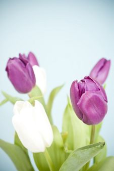 Purple Adn White Tulips Stock Photo